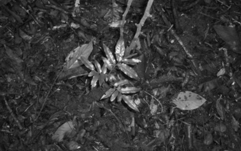 tree seedlings growing in the understory of the Thai tropical forest.